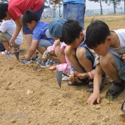 어린이 농사체험학습에 초청된 어린이들이 농업기술원 시험전시포장에 콩을 심고 있다.