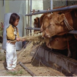짚을 든 어린 꼬마가 소에게 다가가자 소들이 서로 짚을 먹으려 경쟁하고 있다.