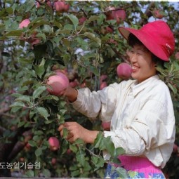 가을 수확철을 맞아 사과 과수원에서 여성농민이 행복한 미소를 지으며 사과를 수확하고 있다.