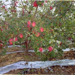 수확기를 맞은 사과과수원에 빨갛게 익은 사과들이 주렁주렁 매달려 있다. 밑에는 반사필름을 설치해 사과를 골고루 착색시키고 있다.