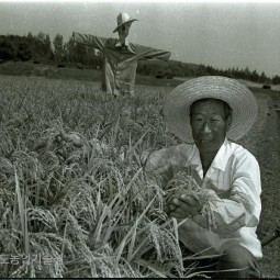 수확철을 맞아 논에 나온 농민이 무게를 지탱할 수 없어 고개를 숙인 벼를 보며 행복한 미소를 짓고 있다.