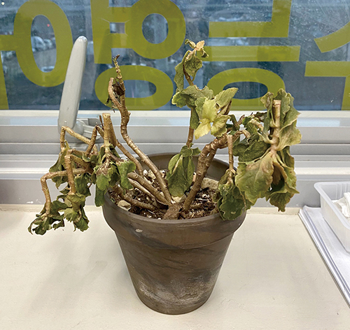 칼랑코에생육불량