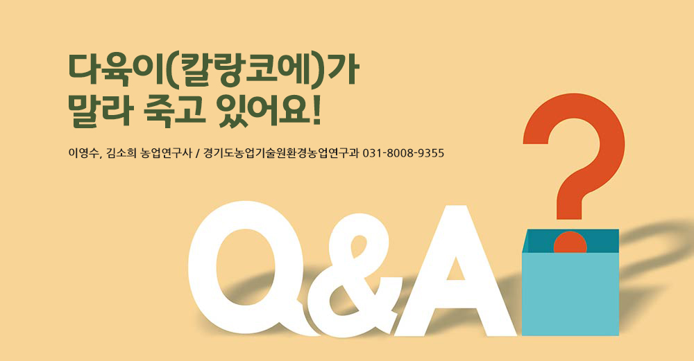 다육이(칼랑코에)가 말라 죽고 있어요!