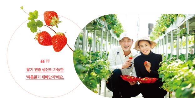 딸기 연중 생산이 가능한 '여름딸기 재배단지'에요.