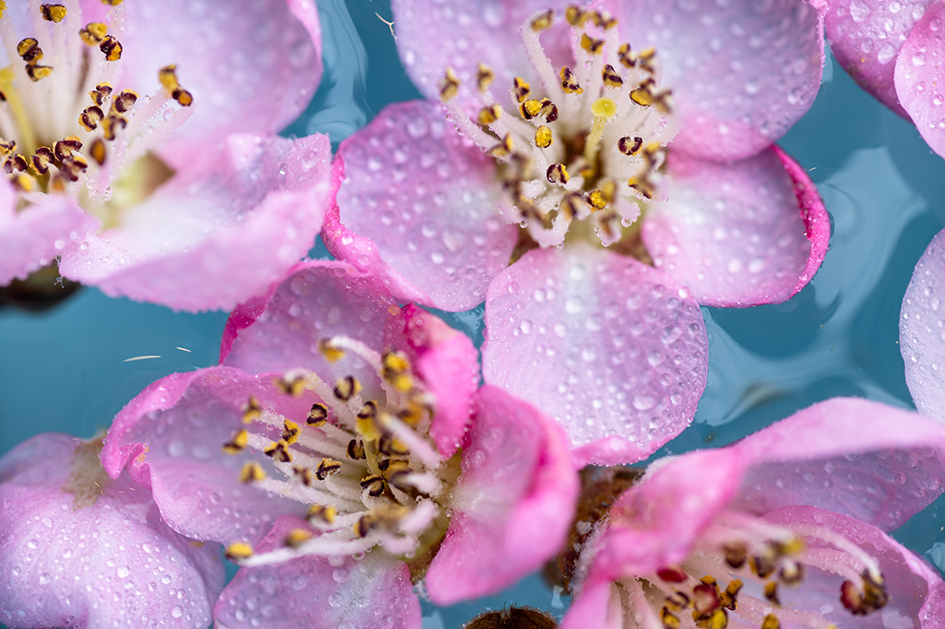 투명하게 빛나는 4월 / 꽃잎 위에 맺힌 작은 물방울 하나하나에 밤의 공기와 이른 아침의 빛이 함께 담겨 있다. 4월은 그 다정한 물의 온도로 여린 꽃잎을 품어 얼어붙지 않고 다시 깨어나게 한다. 꽃들에게 그것은 눈부신 시작이다.