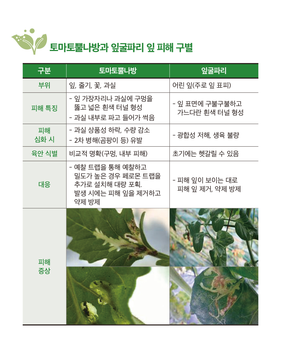 토마토뿔나방과 잎굴파리 잎 피해 구별 / 구분( 토마토뿔나방 /잎굴파리) / 부위 (잎, 줄기, 꽃, 과실 / 어린 잎(주로 잎 표피)) / 피해 특징(- 잎 가장자리나 과실에 구멍을 뚫고 넓은 흰색 터널 형성 -과실 내부로 파고 들어가 썩음 / -잎 표면에 구불구불하고 가느다란 흰색 터널 형성) / 피해 심화 시(-과실 상품성 하락, 수량 감소 -2차 병해(곰팡이 등) 유발 / -광합성 저해, 생육 불량) / 육간 식별(비교적 명확(구멍, 내부 피해) / 초기에는 헷갈릴 수 있음) / 대응(-예찰 트랩을 통해 예찰하고 밀도가 높은 경우 페로몬 트랩을 추가로 설치해 대량 포획. 발생 시에는 피해 잎을 제거하고 약제 방제 / -피해 잎이 보이는 대로 피해 잎 제거, 약제 방제) / 피해증상